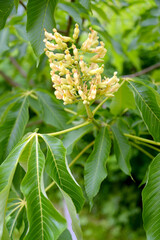 Inflorescence of horse chestnut yellow (Aesculus flava Sol.)