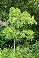 Horse chestnut yellow (Aesculus flava Sol.). General view of a young tree - 508111093