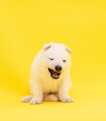 cute white puppy on isolated yellow background