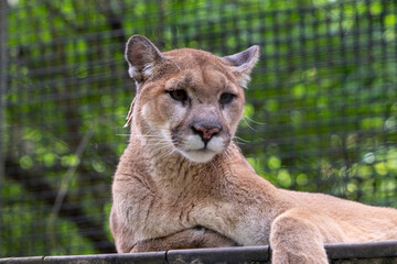Louisville Zoo Lion