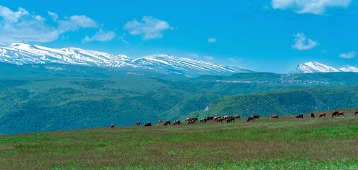 herd of cows grazes on an alpine meadow against the backdrop of snowy mountain peaks