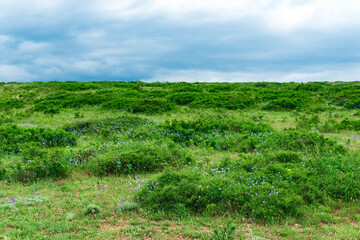 Fototapeta na wymiar partially blurred landscape with spring mountain shrubland