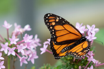 Fototapeta na wymiar Orange and Black Butterfly on Pink Flowers
