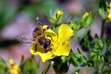 Junge Biene auf einer gelben Blüte
