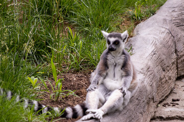 Naklejka na ściany i meble Lemur Relaxing on a Rock