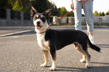 Woman walking her cute dog on city street, closeup