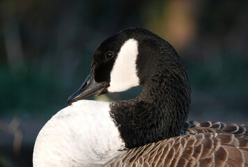 Obraz premium A closeup of a Canada goose resting its head on its chest against a blurry background. 