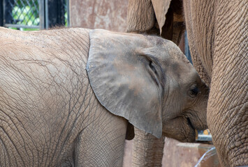 Baby and Mom Elephant Louisville Zoo