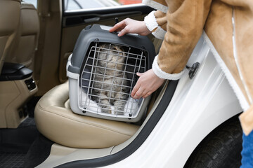 Woman putting carrier with cute Scottish fold cat into car, closeup © New Africa