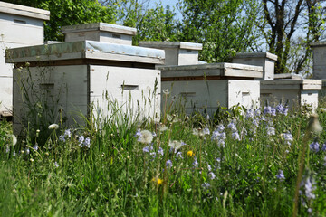 Many white bee hives at apiary on spring day