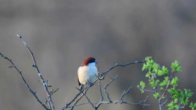 Woodchat Shrike Lanius senator Bird male