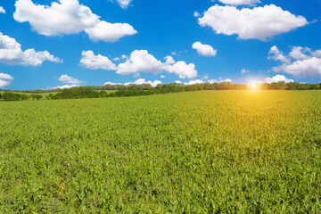 Fototapeta na wymiar Summer landscape with green field of peas .