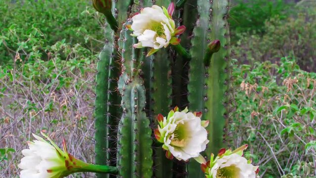Vibrant Mandacaru Cactus (Cereus jamacaru) Displaying Multiple White Blooms in its Natural Habitat