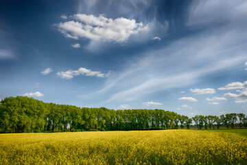 The perfect landscape of fields in a sunny day with perfect clouds in the sky