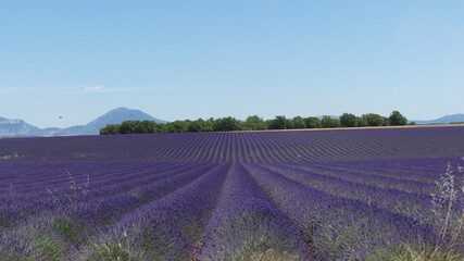 Naklejka na ściany i meble Lavender field in Provence, close to Valensole, France. . High quality photo