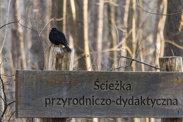 blackbird on the post of the information board