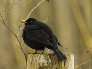 blackbird on the post of the information board