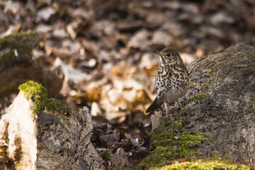 thrush in the forest on a fallen tree trunk