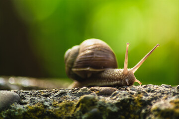 FULL HD WALLPAPER - snail on a stone