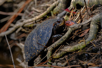 Spotted turtle