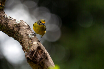 A female of tropical bird Violaceous euphonia as know as gaturamo perching in a branch tree.  Green background, Species Euphonia violacea. Birdwatching. Animal world. Yellow bird.
