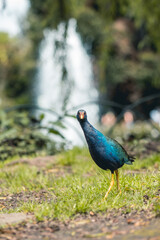 Obraz premium Hermosa tingua azul en humedal, bella Porphyrio martinica
