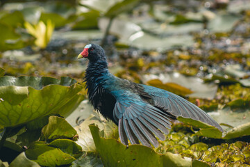 Hermosa tingua azul en humedal, bella Porphyrio martinica