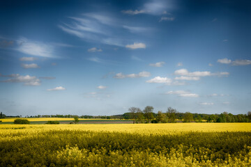 The perfect landscape of fields in a sunny day with perfect clouds in the sky