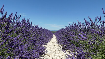 Lavender field in Provence, close to Valensole, France. . High quality photo