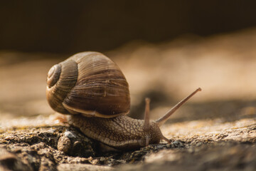 FULL HD WALLPAPER - snail on a stone