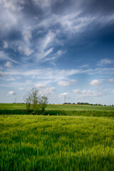 Fototapeta premium The perfect landscape of fields in a sunny day with perfect clouds in the sky