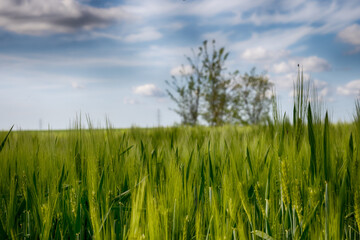 The perfect landscape of fields in a sunny day with perfect clouds in the sky
