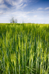 The perfect landscape of fields in a sunny day with perfect clouds in the sky