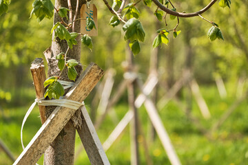 Plantation of newly planted trees in row supported by wooden stakes in cut forest