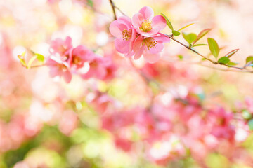 Spring concept. Pink blossom or background