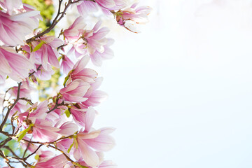 Blooming magnolia tree in spring on pastel bokeh white background, internet springtime banner
