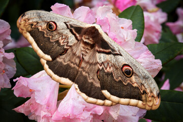 Saturnia pyri, the giant peacock moth, female, with outstretched wings on pink flowers of...