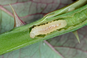 Rose borer Ardis pallipes or brunniventris sawflie. The larvae of this pest live inside the young shoots of the rose.
