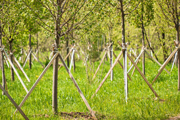 Newly planted young trees in row are supported by wooden stakes in cut forest.