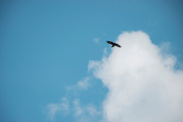 bird flying in the sky