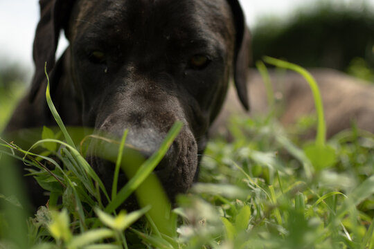 Cane Corso