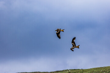 Red Kites, Buzzards and Leucistic Red Kites, Red Kite Retreat, Castlewellan, County Down, Slieve Croob and Mourne Area of outstanding Natural Beauty