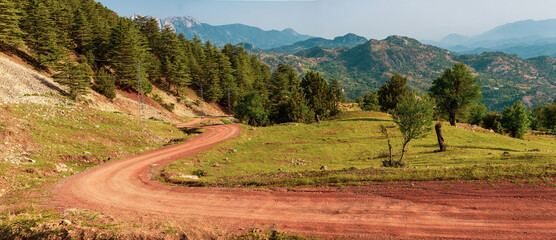Cedar forest landscape and dirt road - Powered by Adobe