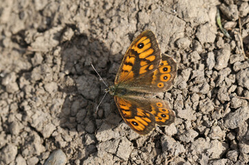 A rare Wall Brown Butterfly, Lasiommata megera, perching on the mud on the ground.