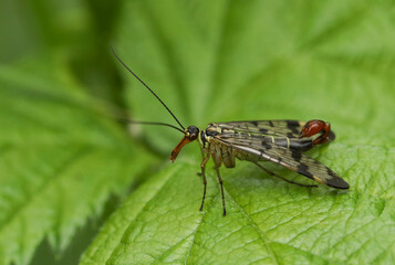 A male Scorpion Fly, Panorpa communis, perched on a leaf in a woodland glade in the UK.