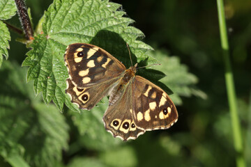 A Speckled Wood Butterfly, Pararge aegeria, resting on a Stinging Nettle leaf in woodland.