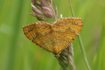 A Yellow Shell Moth, Camptogramma bilineata, resting on grass seed in a meadow.
