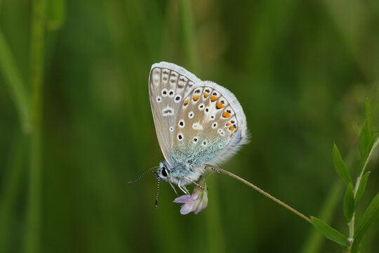 A male Common Blue Butterfly, Polyommatus icarus, resting on a wildflower in a meadow in springtime.