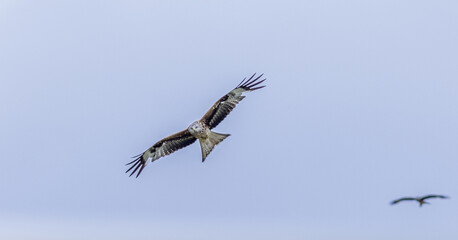 Red Kites, Buzzards and Leucistic Red Kites, Red Kite Retreat, Castlewellan, County Down, Slieve Croob and Mourne Area of outstanding Natural Beauty