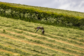 Red Kites, Buzzards and Leucistic Red Kites, Red Kite Retreat, Castlewellan, County Down, Slieve Croob and Mourne Area of outstanding Natural Beauty